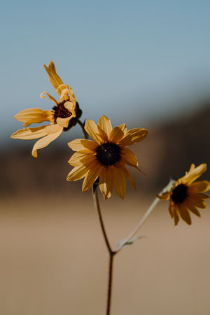 Sunflower Wax